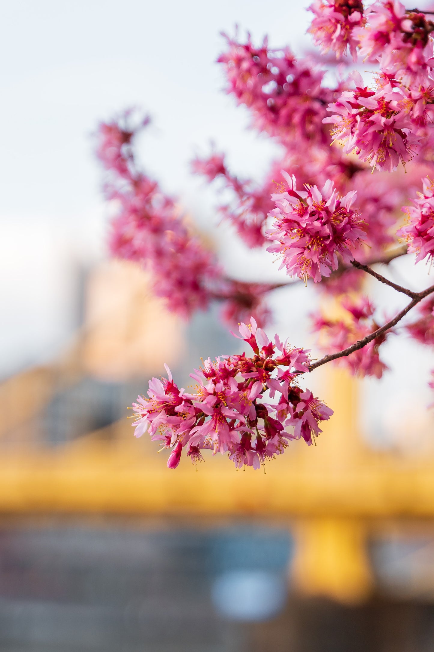Spring Blooms