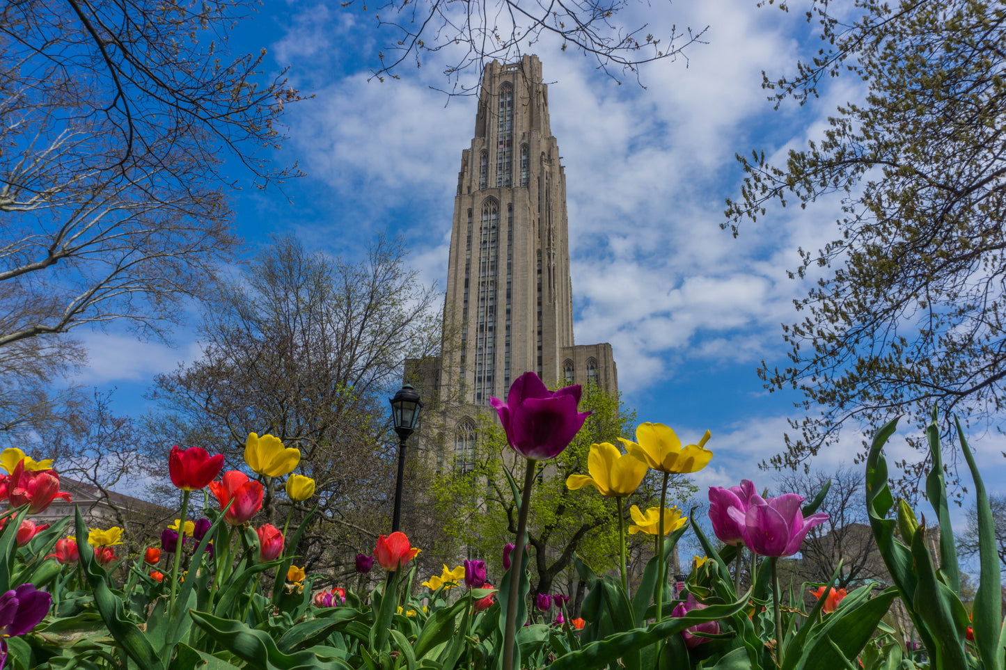 Springing Up